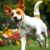 Jack russell terrier – charakter, potrzeby aktywności i wymagania opiekuńcze