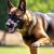 Owczarek belgijski malinois: charakter, wymagania i potrzeba codziennej aktywności