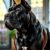 Cane corso: charakter, wymagania i zasady skutecznego szkolenia psa stróżującego