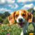 Beagle: charakter, wymagania i najważniejsze kwestie zdrowotne rasy