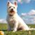 West Highland White Terrier: charakter, wymagania i najczęstsze problemy zdrowotne