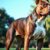 American Staffordshire Terrier: charakter, wymagania i zdrowie rasy wymagającej odpowiedzialnej opieki