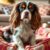 Cavalier King Charles Spaniel – charakter, zdrowie i wymagania opiekuńcze