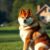 Akita inu – charakter, wymagania i najczęstsze problemy zdrowotne rasy