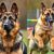 Owczarek niemiecki czy malinois – porównanie charakteru, potrzeb i szkolenia