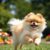 Pomeranian (szpic miniaturowy) – charakter i wymagania rasy w codziennej opiece