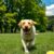 Labrador retriever: charakter, wymagania i najczęstsze problemy zdrowotne