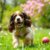 Cocker spaniel angielski: charakter, wymagania i najczęstsze problemy zdrowotne