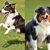 Border collie czy owczarek australijski – porównanie temperamentu, szkolenia i potrzeb na co dzień