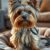 Yorkshire terrier: charakter, pielęgnacja i wymagania w codziennej opiece