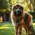 Leonberger: charakter, zdrowie i wymagania dotyczące codziennej opieki