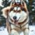Husky syberyjski – charakter, potrzeba aktywności i wymagania opiekuńcze